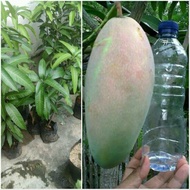 mangga kiojay bibit mangga kiojay jumbo bisa tabulampot