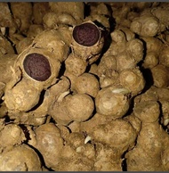 500 GRAM UBI/ RIZOM KUNYIT HITAM SEGAR (Kaempferia Parviflora) FRESH BLACK GINGER