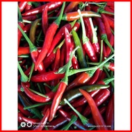 ✧ ✢ ✑ Labuyo Sili Seeds...