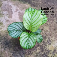 Calathea Orbifolia 青苹果竹芋 150mm Pot Keladi Indoor Live Plant Pokok Hiasan [Lush Garden]