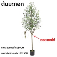 *พร้อมส่งจากไทย*ต้นโอลีฟ พร้อมกระถางดำ ไม้นำเข้ารับประกันสายพันธุ์แท้ มะกอกโอลีฟ ต้นมะกอกปลอม OLIVE 