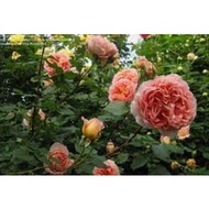 POKOK ROSE OWN ROOT BERSAIZ BESAR  PELBAGAI ID BERKETINGGIAN 1.5M -2 M