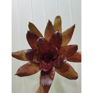 bromeliad neoregelia Angelita