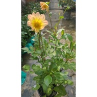 Pokok Dahlia kampung Anggun Menawan 😍😍