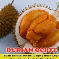 Duri Hitam/Ochee/Black Thorn/D200(2-3Feet)