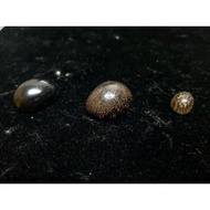 Rare Nibong Fossil (G16) Permata Belian (R32) Permata Nibong Tunggal (R35)