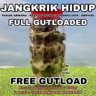 JANGKRIK HIDUP FULL GUTLOAD PAKAN REPTIL GECKO ARWANA SUGARGLIDER KODOK PACMAN