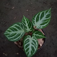 tanaman hias anthurium silver Tiger_2