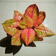 tanaman hias aglaonema / aglonema hughes real