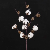Bộ Đồ Trang Trí Hoa Khô Cotton Dry Flower Bouquet Everlasting Flower Photography Props Decorative Wo