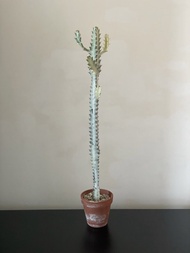 白龍骨 仙人掌 植物 40cm高