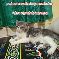 kucing peaknose exotic