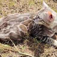 kucing bengal snow jantan