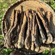 SA Premium natural dried Mongolian hummus root from fresh desert hummus