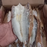IKAN GABUS BLOSO|GABUS LAUT|IKAN ASIN GABUS BLOSO