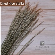 Dried Flower Rice Stalk Palay Bunch