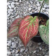 Caladium Thai Hybrid Red Sp. Unique Live House Plant