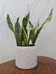 金邊虎尾蘭盆栽