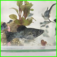◇ ☍ ∩ Aquatic Stem plant Red Rubin for PKBM and Lemonade Ninja balloon molly