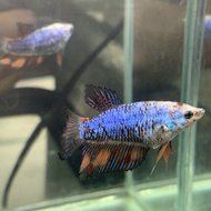 Cupang giant halfmoon avatar nemo grade