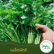 เมล็ดพันธุ์ผักชีจีน 10 กรัม ผักชีต้นใหญ่ ปลูกง่าย ใบใหญ่กลิ่นหอม