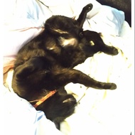 Test Cat Black