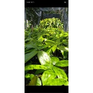 anak pokok kayu chengal