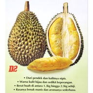 Pokok Durian D2 Dato Nina(Pokok Kawin)