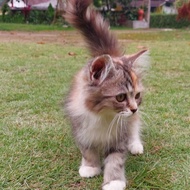 Kucing Persia Kitten