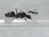 KOLONI SEMUT IRIDOMYRMEX ANCEPS (SEMUT HOBI PELIHARAAN)LokaMart 25-LokaMart 25