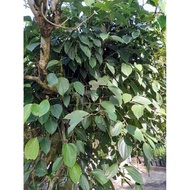 ♞,♘,♙,♟Paminta (black pepper) Live plant