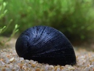 3 ekor militrary helmet nerite snail decoration aquarium