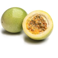 HD BIBIT TANAMAN BUAH MARKISA BIBIT MARKISA POHON MARKISA PASSIFLORA