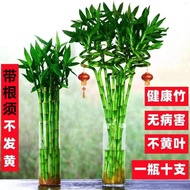 Rooted Lucky Bamboo Hydroponic Wealth Bamboo Plant Fortune Bamboo Water Cultivation Living Room Bent