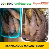 Ikan Gabus Malas Hidup