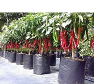 Anak Pokok Lada Merah / Cili Kulai / Cili Besar