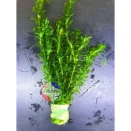 AQUARIUM AQUASCAPE DECORATIVE LIVE PLANT🌱EGERIA DENSA 水蕴草(蜈蚣草)AQUATIC AQUA WATER PLANT | RUMPAI AIR 