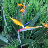 ต้นเบิร์ด(Strelitzia reginae)ต้นกล้าสูงประมาณ 15-20 ซม.