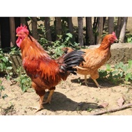 TELUR FERTIL AYAM MERAWANG AYAM PEDAGING DANPETELUR UNTUK DI TETASKA