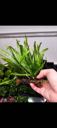 MINI JAVA FERN /Microsorum pteropus Windelov aquatic plants，aquarium plant.