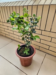 藍莓盆栽可食用