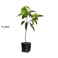 Bibit mangga harum manis Hasil okulasi / cangkok JUMBO SUPER