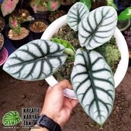 Alocasia Silver Dragon - Tanaman Hias Alocasia Silver Dragon Non Cod