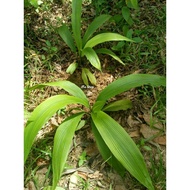 Pokok buah puyuh hutan/ lemba