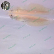 TERBARU - ikan arwana silver albino