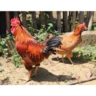 TELUR FERTIL AYAM MERAWANG AYAM PEDAGING DAN PETELUR UNTUK DI TETASKAN