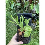 Platycerium Ridleyi - staghorn fern