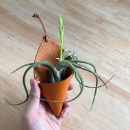 空氣鳳梨專用盆器甜筒