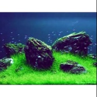 Aquarium Plant Shrimp Fish HairGrass Carpet