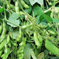 dwarf black edamame edamame renek hitam kacang bulu biji hitam